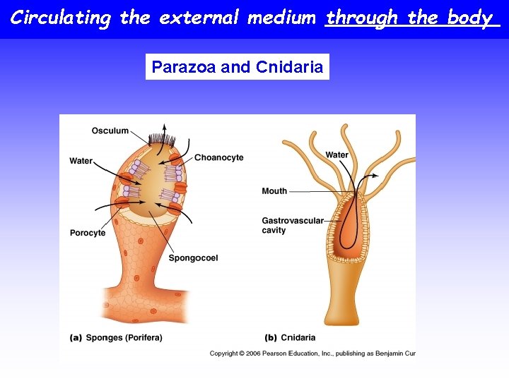 Circulating the external medium through the body Parazoa and Cnidaria 
