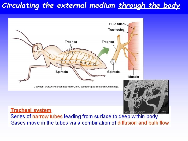 Circulating the external medium through the body Tracheal system Series of narrow tubes leading