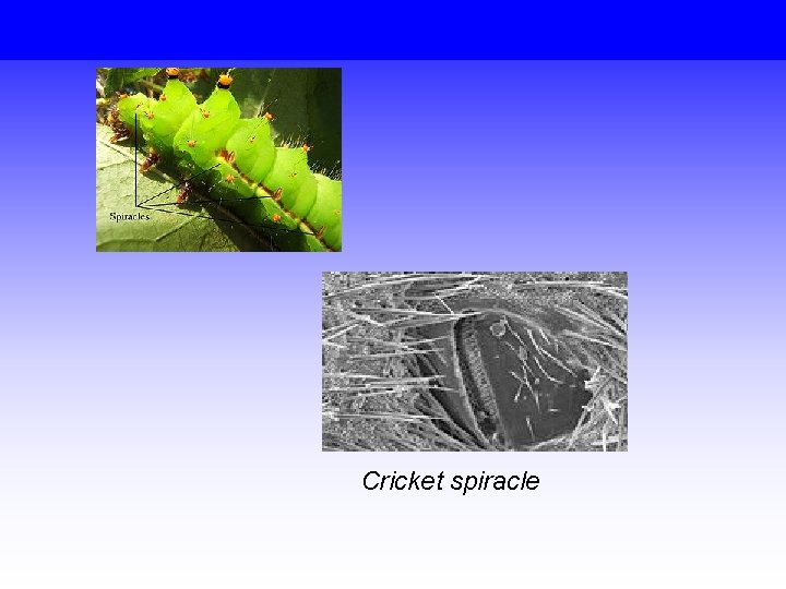 Cricket spiracle 