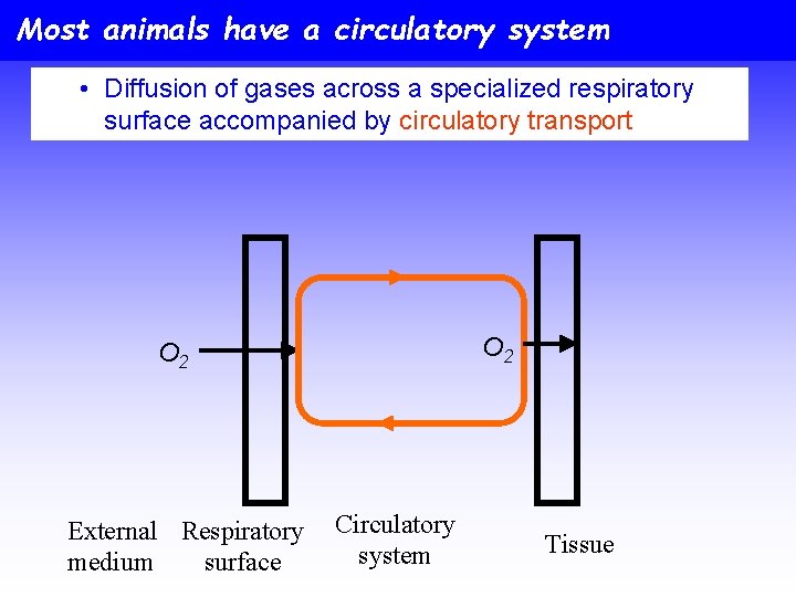 Most animals have a circulatory system • Diffusion of gases across a specialized respiratory
