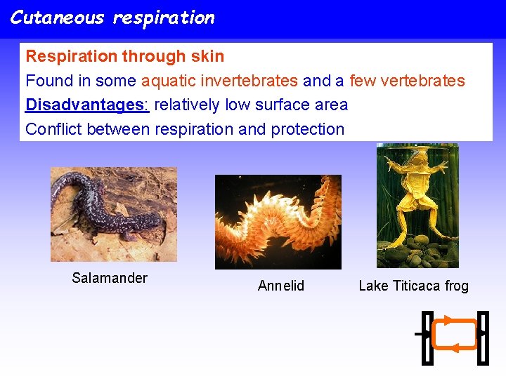 Cutaneous respiration Respiration through skin Found in some aquatic invertebrates and a few vertebrates