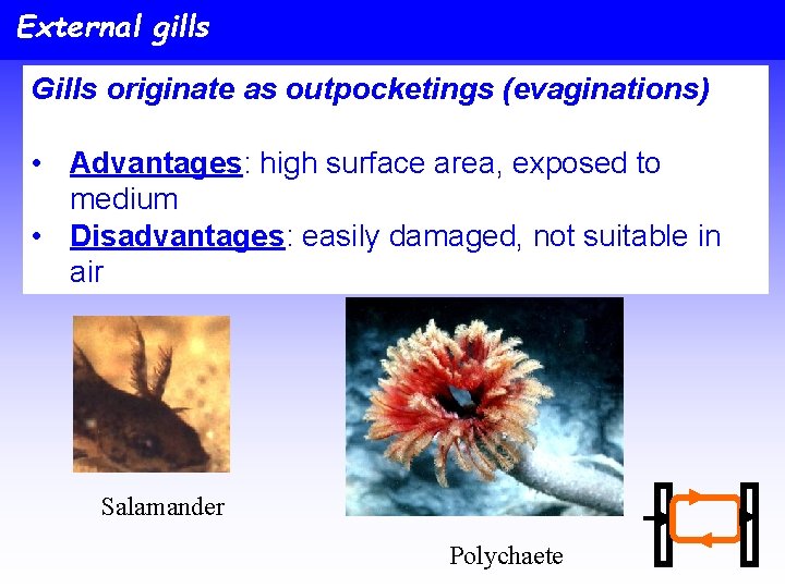 External gills Gills originate as outpocketings (evaginations) • Advantages: high surface area, exposed to