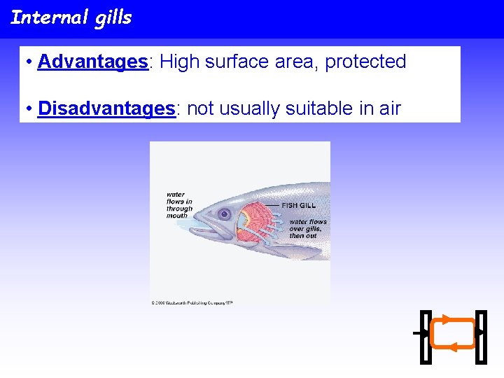 Internal gills • Advantages: High surface area, protected • Disadvantages: not usually suitable in