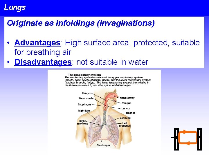 Lungs Originate as infoldings (invaginations) • Advantages: High surface area, protected, suitable for breathing