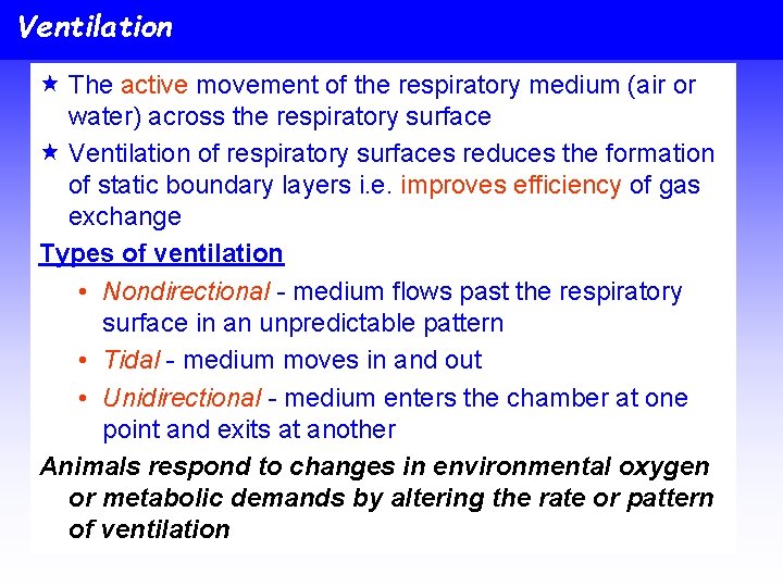 Ventilation « The active movement of the respiratory medium (air or water) across the