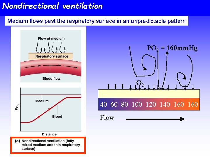 Nondirectional ventilation Medium flows past the respiratory surface in an unpredictable pattern PO 2