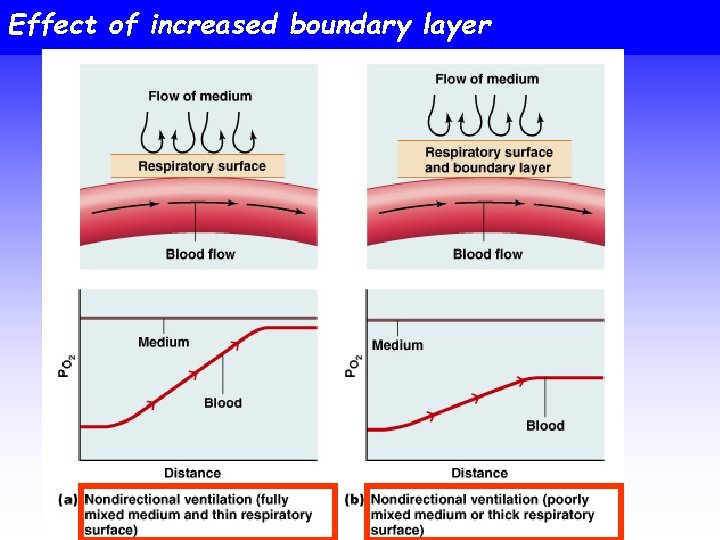 Effect of increased boundary layer 