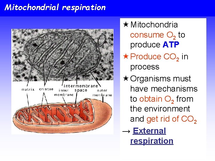 Mitochondrial respiration « Mitochondria consume O 2 to produce ATP « Produce CO 2