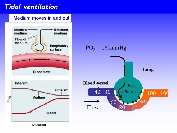 Tidal ventilation Medium moves in and out PO 2 = 160 mm. Hg Lung