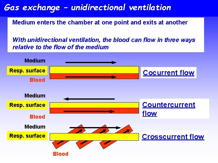 Gas exchange – unidirectional ventilation Medium enters the chamber at one point and exits