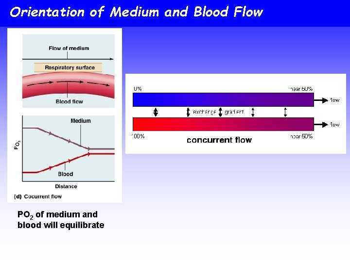 Orientation of Medium and Blood Flow PO 2 of medium and blood will equilibrate