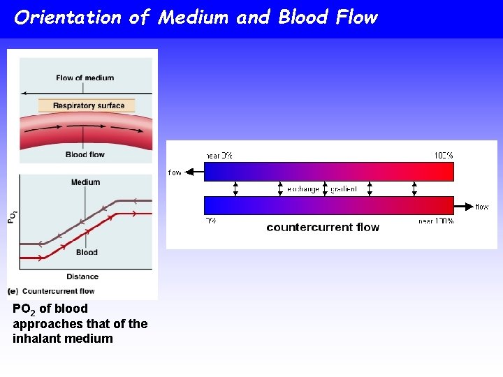 Orientation of Medium and Blood Flow PO 2 of blood approaches that of the