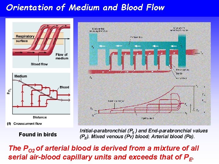 Orientation of Medium and Blood Flow Found in birds Initial-parabronchial (PI; ) and End-parabronchial