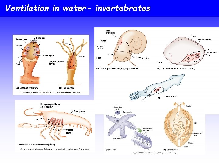 Ventilation in water- invertebrates 