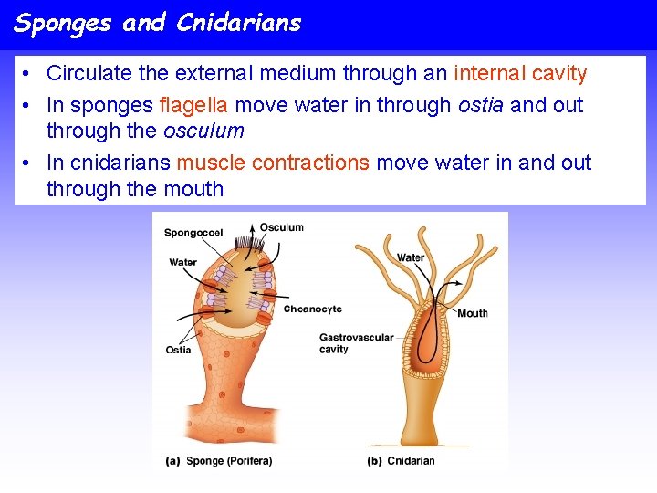 Sponges and Cnidarians • Circulate the external medium through an internal cavity • In