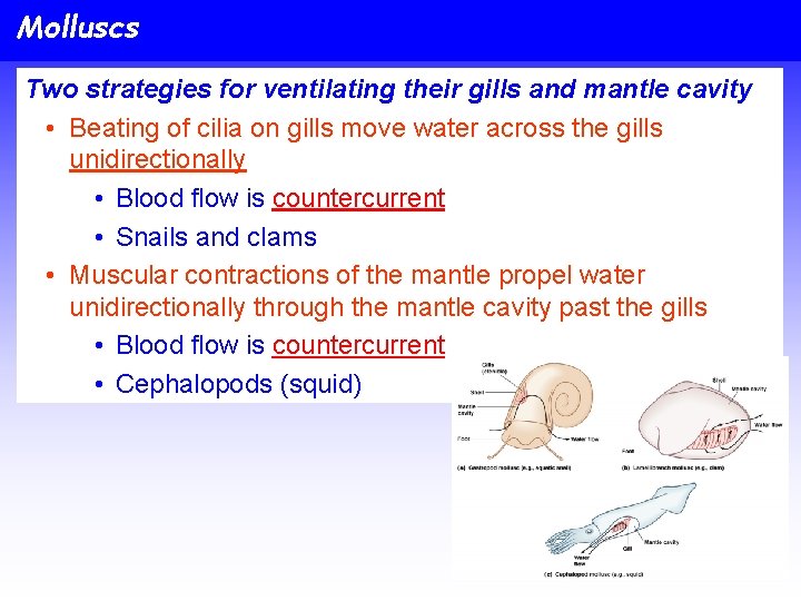 Molluscs Two strategies for ventilating their gills and mantle cavity • Beating of cilia