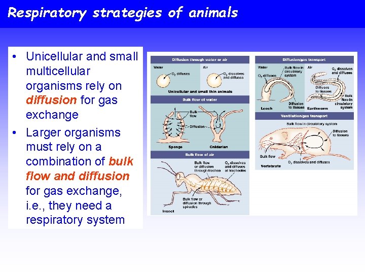 Respiratory strategies of animals • Unicellular and small multicellular organisms rely on diffusion for