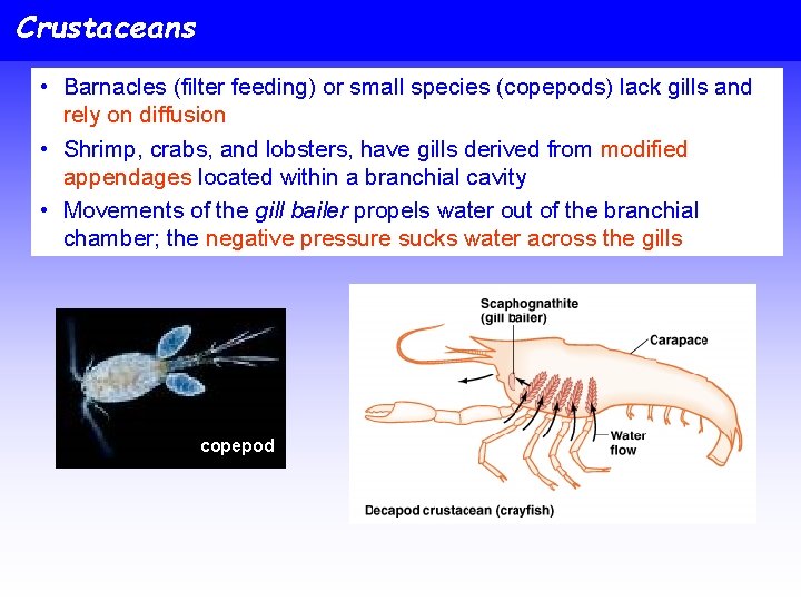 Crustaceans • Barnacles (filter feeding) or small species (copepods) lack gills and rely on