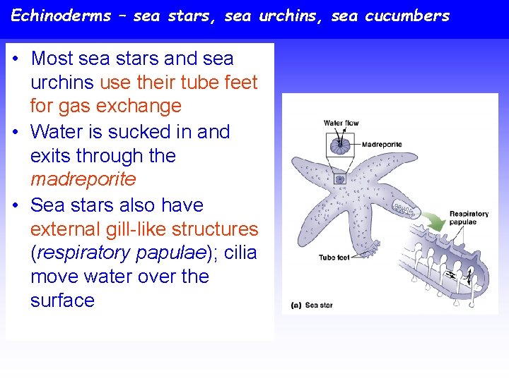 Echinoderms – sea stars, sea urchins, sea cucumbers • Most sea stars and sea