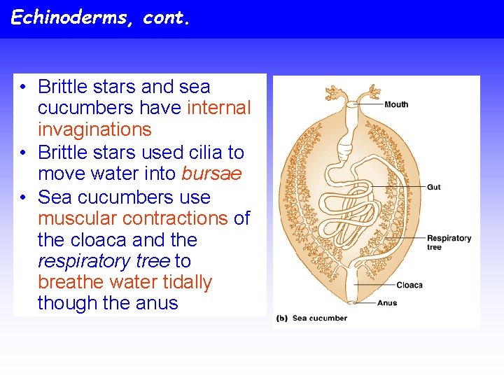 Echinoderms, cont. • Brittle stars and sea cucumbers have internal invaginations • Brittle stars