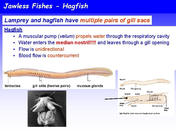 Jawless Fishes - Hagfish Lamprey and hagfish have multiple pairs of gill sacs Hagfish