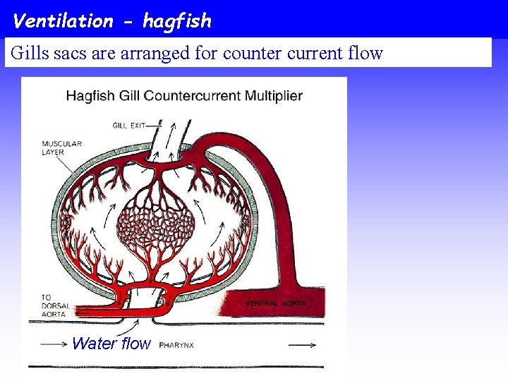 Ventilation - hagfish Gills sacs are arranged for counter current flow Water flow 