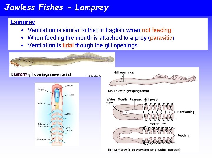 Jawless Fishes - Lamprey • Ventilation is similar to that in hagfish when not