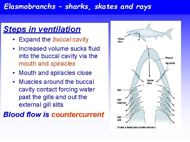Elasmobranchs – sharks, skates and rays Steps in ventilation • Expand the buccal cavity