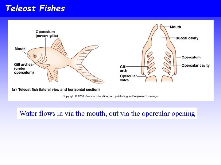 Teleost Fishes Water flows in via the mouth, out via the opercular opening 