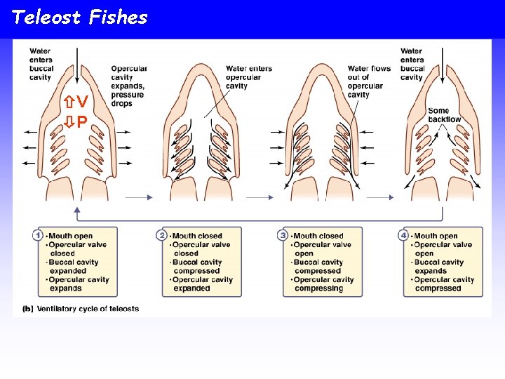 Teleost Fishes V P 
