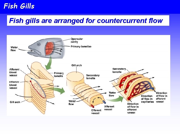 Fish Gills Fish gills are arranged for countercurrent flow 