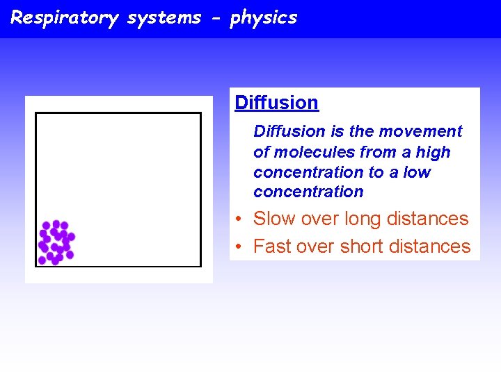 Respiratory systems - physics Diffusion is the movement of molecules from a high concentration