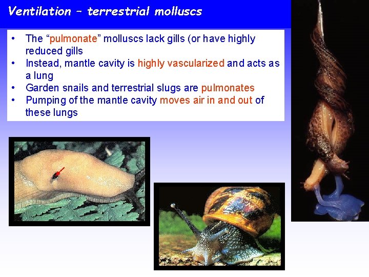 Ventilation – terrestrial molluscs • • The “pulmonate” molluscs lack gills (or have highly
