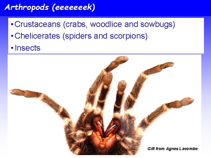 Arthropods (eeeeeeek) • Crustaceans (crabs, woodlice and sowbugs) • Chelicerates (spiders and scorpions) •