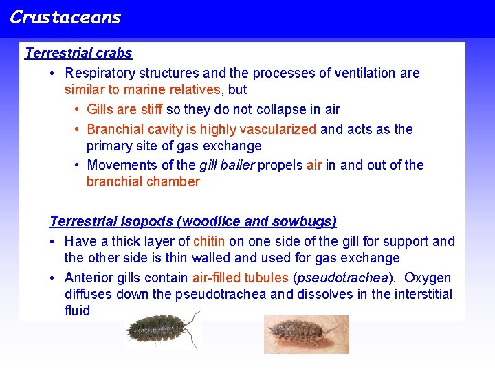 Crustaceans Terrestrial crabs • Respiratory structures and the processes of ventilation are similar to
