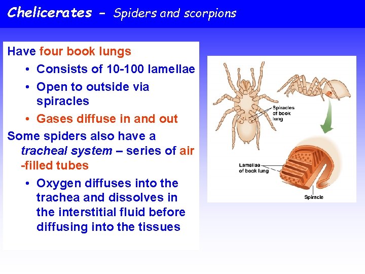Chelicerates - Spiders and scorpions Have four book lungs • Consists of 10 -100