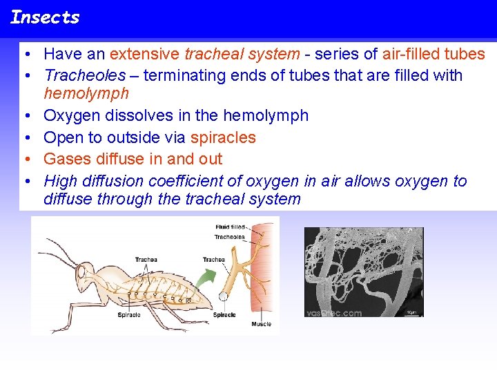 Insects • Have an extensive tracheal system - series of air-filled tubes • Tracheoles