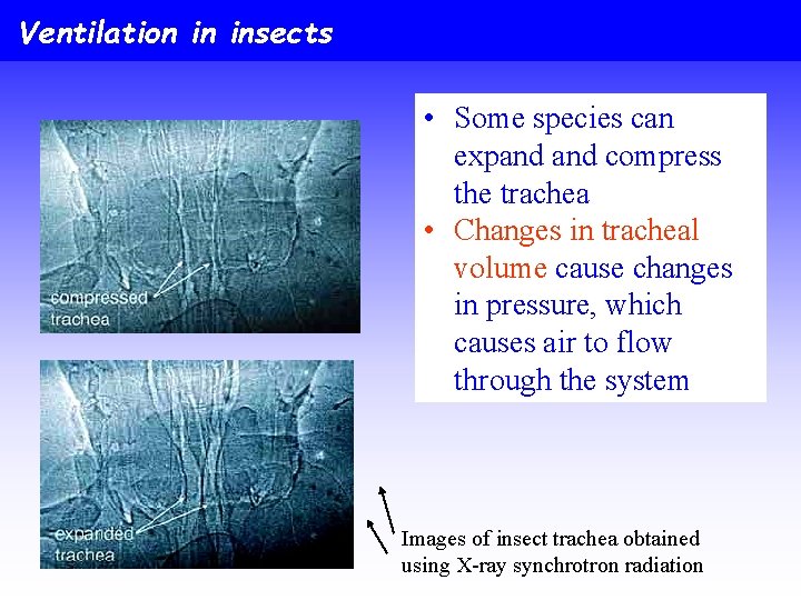Ventilation in insects • Some species can expand compress the trachea • Changes in