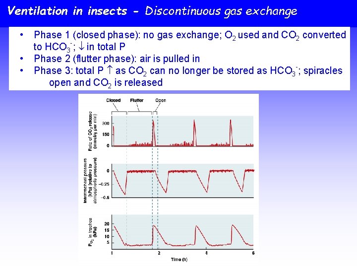 Ventilation in insects - Discontinuous gas exchange • • • Phase 1 (closed phase):