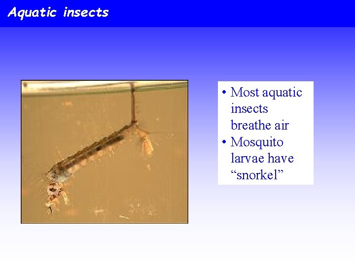 Aquatic insects • Most aquatic insects breathe air • Mosquito larvae have “snorkel” 