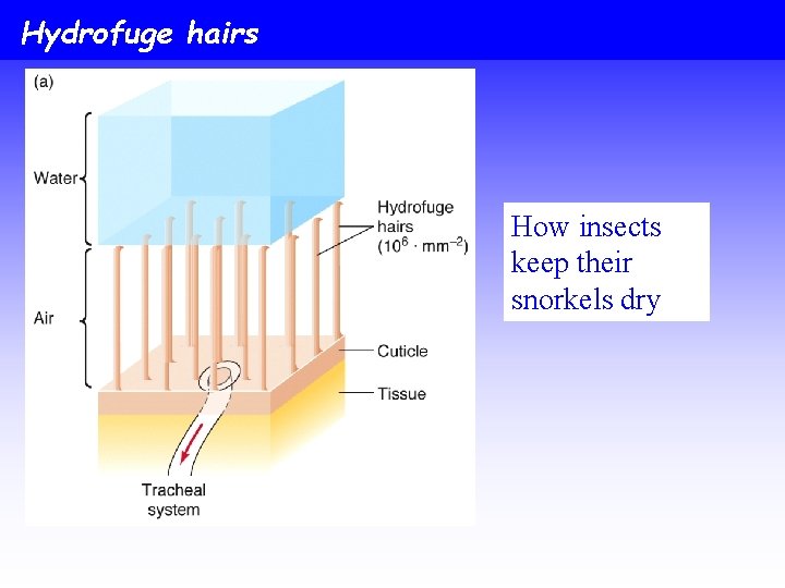 Hydrofuge hairs How insects keep their snorkels dry 