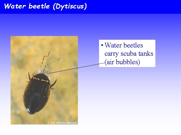 Water beetle (Dytiscus) • Water beetles carry scuba tanks (air bubbles) 