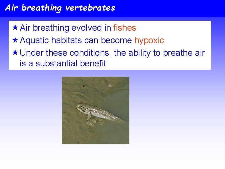 Air breathing vertebrates « Air breathing evolved in fishes « Aquatic habitats can become