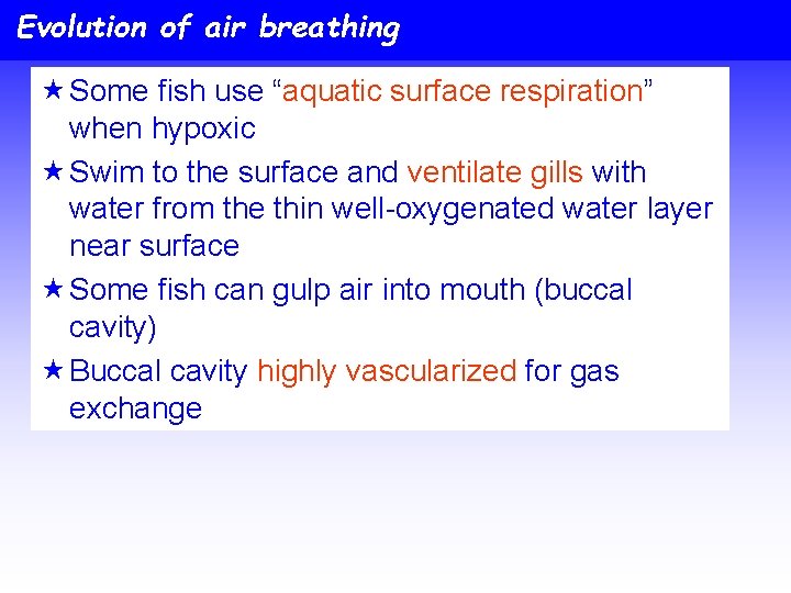 Evolution of air breathing « Some fish use “aquatic surface respiration” when hypoxic «