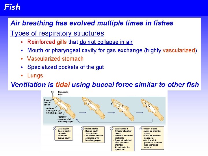 Fish Air breathing has evolved multiple times in fishes Types of respiratory structures •