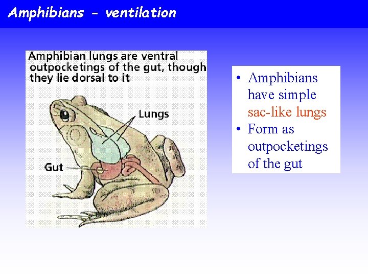 Amphibians - ventilation • Amphibians have simple sac-like lungs • Form as outpocketings of