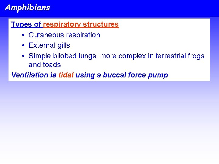 Amphibians Types of respiratory structures • Cutaneous respiration • External gills • Simple bilobed