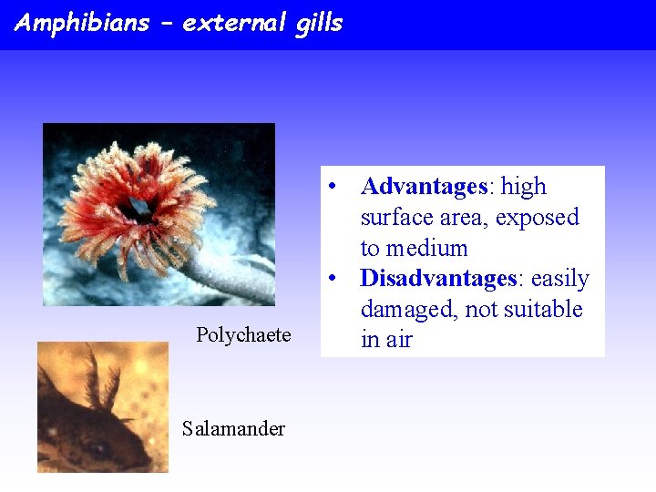 Amphibians – external gills Polychaete Salamander • Advantages: high surface area, exposed to medium