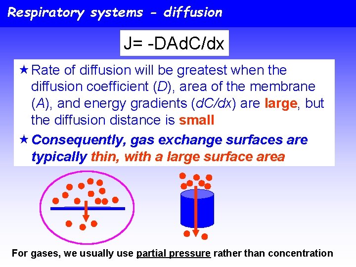 Respiratory systems - diffusion J= -DAd. C/dx « Rate of diffusion will be greatest