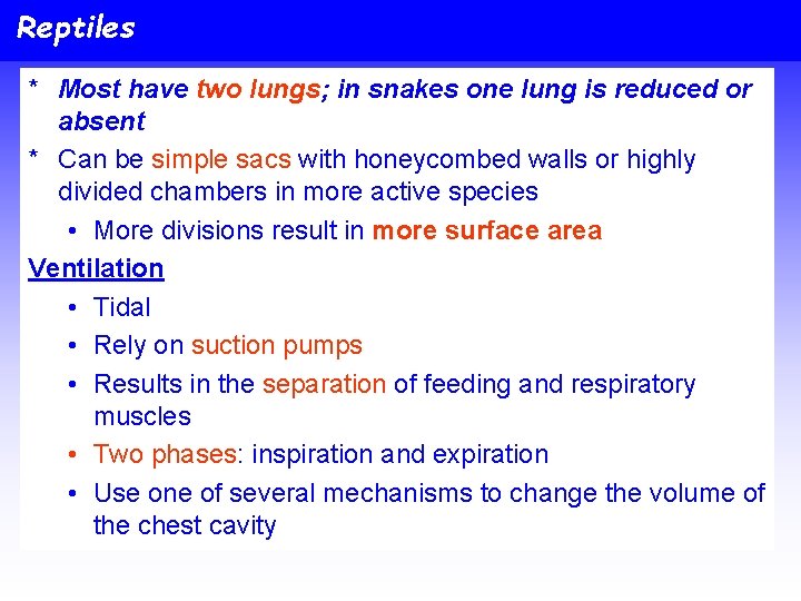 Reptiles * Most have two lungs; in snakes one lung is reduced or absent